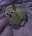 Pérola