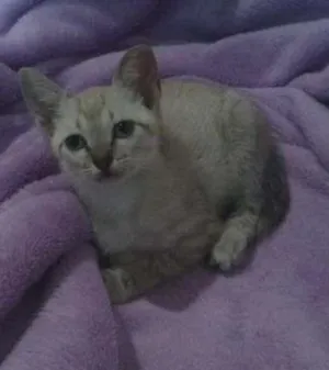 Gato raça SRD idade 2 a 6 meses nome Pérola