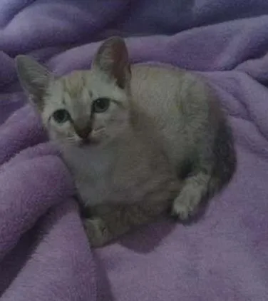 Gato ra a SRD idade 2 a 6 meses nome Pérola
