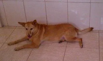 Cachorro ra a SRD idade 5 anos nome Lili