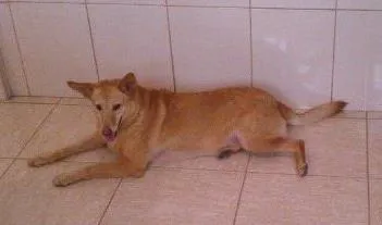 Cachorro ra a SRD idade 5 anos nome Lili
