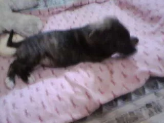 Cachorro ra a não tem  idade Abaixo de 2 meses nome não tem 