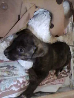 Cachorro raça não tem  idade Abaixo de 2 meses nome não tem 