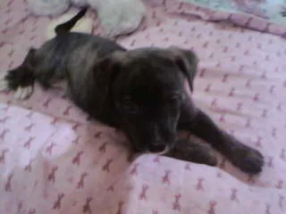 Cachorro ra a não tem  idade Abaixo de 2 meses nome não tem 