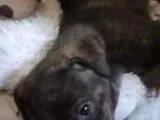 Cachorro ra a não tem  idade Abaixo de 2 meses nome não tem 