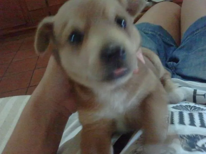 Cachorro ra a SRD idade Abaixo de 2 meses nome Meia Noite, Ruivinh