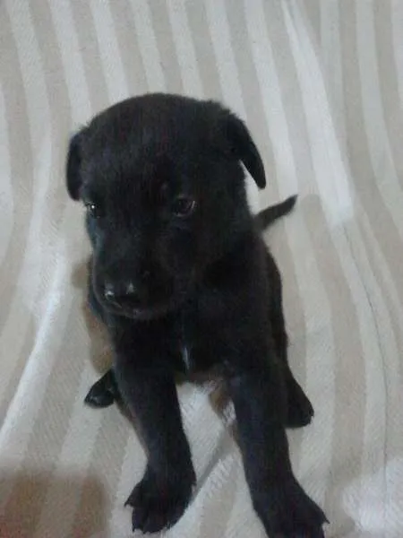 Cachorro ra a SRD idade Abaixo de 2 meses nome Meia Noite, Ruivinh