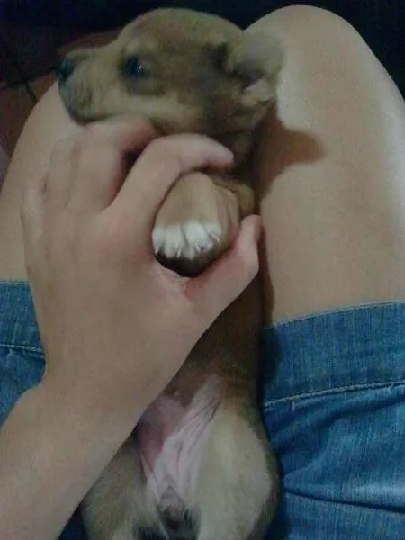 Cachorro ra a SRD idade Abaixo de 2 meses nome Meia Noite, Ruivinh