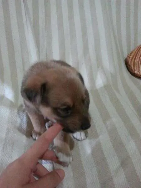 Cachorro ra a SRD idade Abaixo de 2 meses nome Meia Noite, Ruivinh
