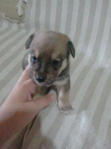 Cachorro ra a SRD idade Abaixo de 2 meses nome Meia Noite, Ruivinh