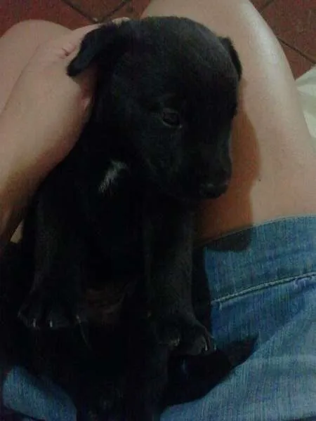 Cachorro ra a SRD idade Abaixo de 2 meses nome Meia Noite, Ruivinh