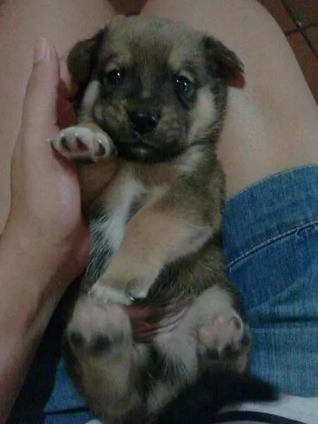 Cachorro ra a SRD idade Abaixo de 2 meses nome Meia Noite, Ruivinh