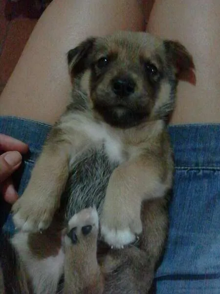 Cachorro ra a SRD idade Abaixo de 2 meses nome Meia Noite, Ruivinh