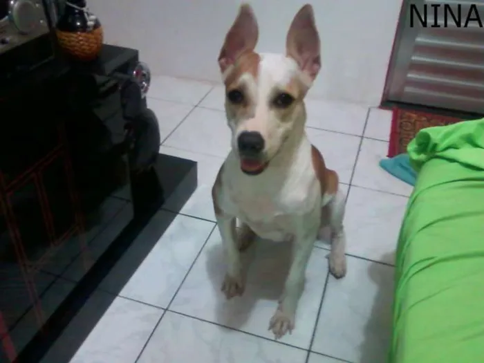 Cachorro raça  Pit Bul America Black  idade 2 anos nome Nina