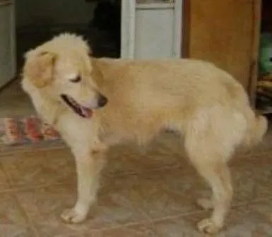 Cachorro ra a mestiça idade 1 ano nome sem nome