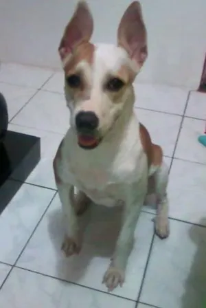 Cachorro raça  Pit Bul America Black  idade 2 anos nome Nina