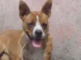 Manu