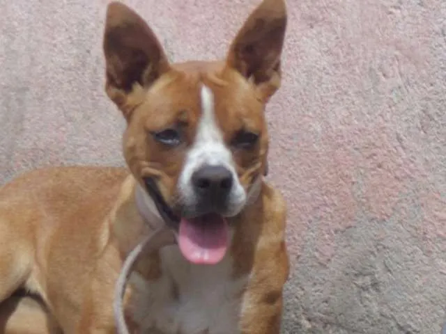 Cachorro ra a Boxer com Vira Lata idade 2 anos nome Manu