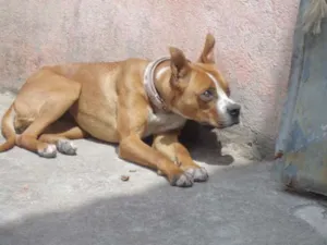 Cachorro raça Boxer com Vira Lata idade 2 anos nome Manu