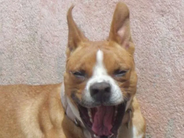 Cachorro ra a Boxer com Vira Lata idade 2 anos nome Manu