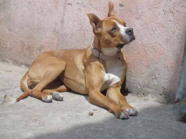 Cachorro ra a Boxer com Vira Lata idade 2 anos nome Manu