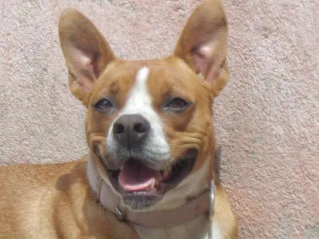 Cachorro ra a Boxer com Vira Lata idade 2 anos nome Manu