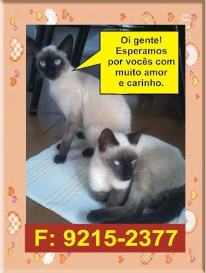 Gato raça  idade 7 a 11 meses nome Branquinha e Branqu