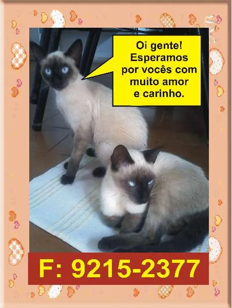 Gato ra a idade 7 a 11 meses nome Branquinha e Branqu