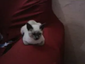 Gato raça não tem  idade  nome não tem 