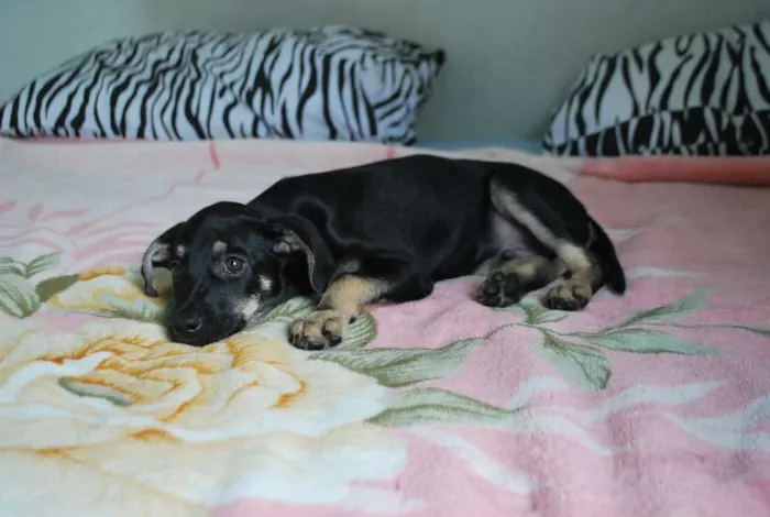 Cachorro ra a SRD idade 2 a 6 meses nome XUXU, 3 meses