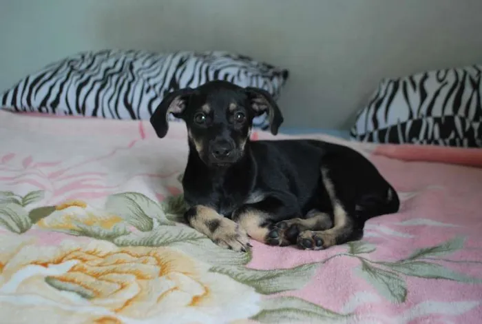 Cachorro ra a SRD idade 2 a 6 meses nome XUXU, 3 meses