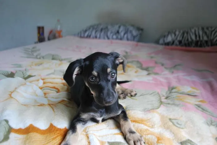 Cachorro ra a SRD idade 2 a 6 meses nome XUXU, 3 meses