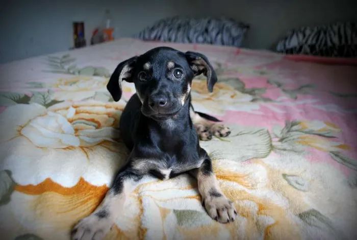 Cachorro ra a SRD idade 2 a 6 meses nome XUXU, 3 meses