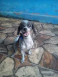 Floquinha