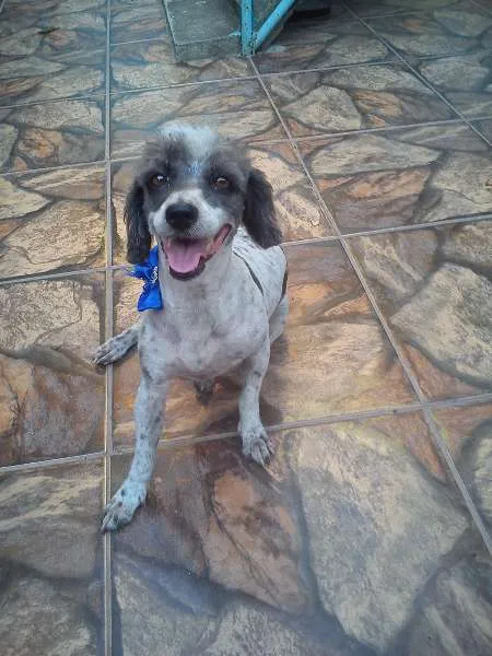 Cachorro raça Poodle idade 6 ou mais anos nome Floquinha