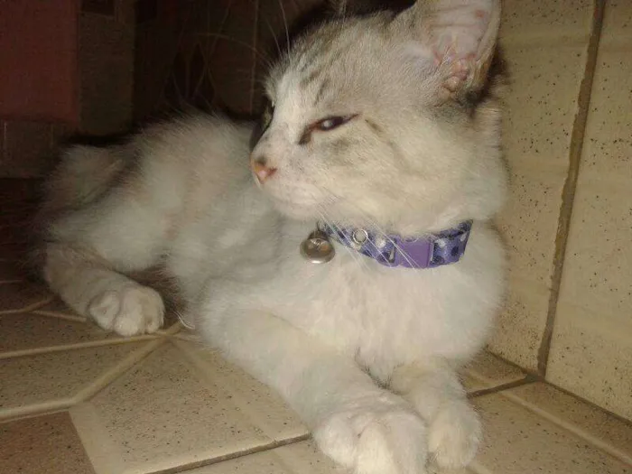 Gato ra a SRD idade 7 a 11 meses nome SOFHI CASTRADA