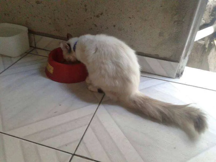 Gato ra a SRD idade 7 a 11 meses nome SOFHI CASTRADA