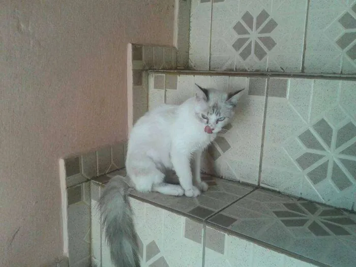 Gato ra a SRD idade 7 a 11 meses nome SOFHI CASTRADA