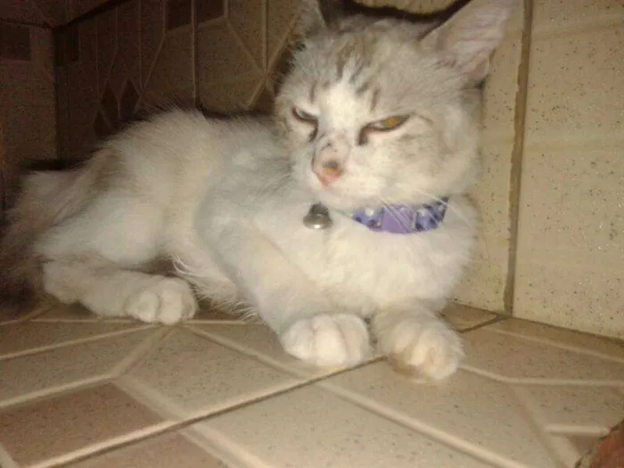 Gato ra a SRD idade 7 a 11 meses nome SOFHI CASTRADA