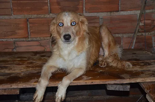 Cachorro ra a SRD idade 3 anos nome Elke