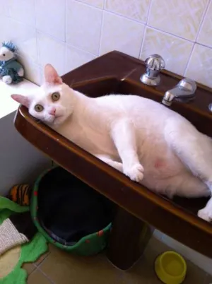 Gato raça SRD idade 1 ano nome GASPAR