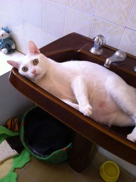 Gato ra a SRD idade 1 ano nome GASPAR