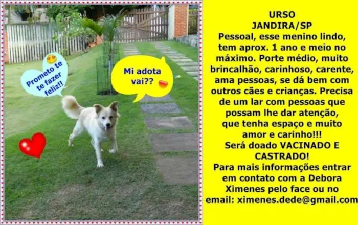 Cachorro ra a SRD idade 1 ano nome Urso