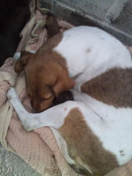Cachorro ra a vira lata idade 1 ano nome lilik