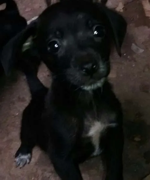 Cachorro ra a SRD idade Abaixo de 2 meses nome CHICO