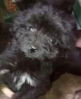 PRETINHA