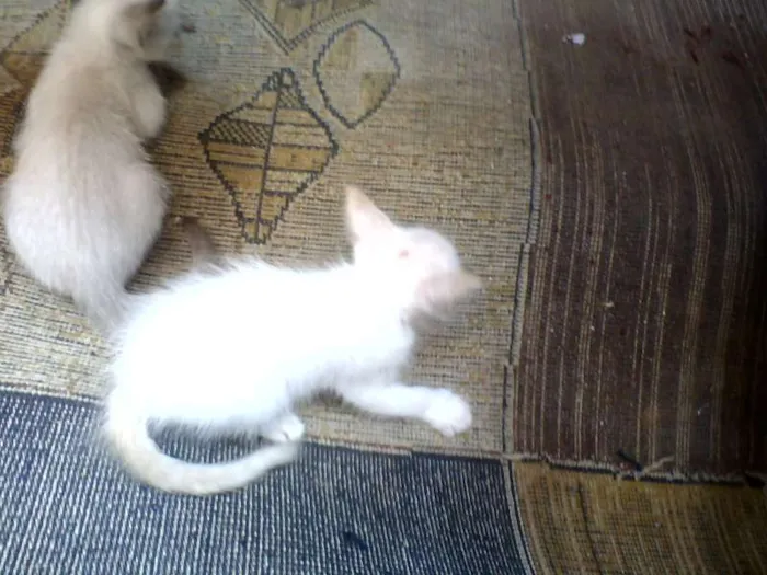 Gato raça mestiço idade Abaixo de 2 meses nome Sammy