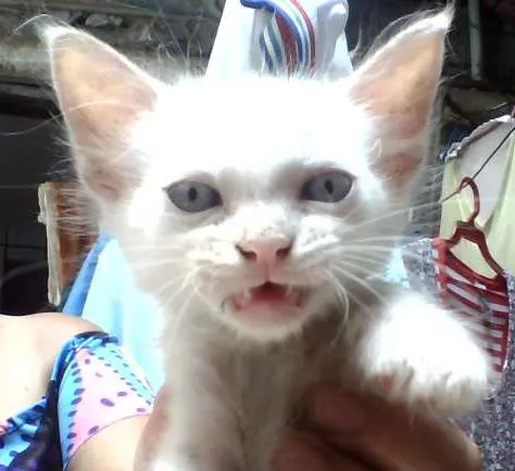 Gato raça mestiço idade Abaixo de 2 meses nome Sammy