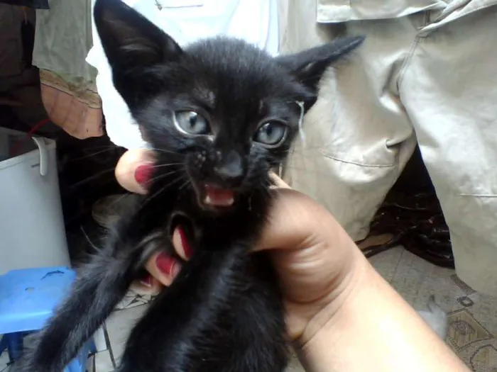 Gato raça mestiço  idade Abaixo de 2 meses nome Saimon