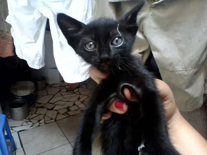 Gato raça mestiço  idade Abaixo de 2 meses nome Saimon